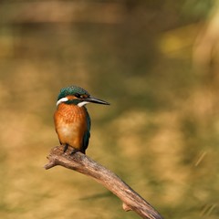 Kingfisher sitting on a stick on a beautiful background