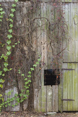 Barn Ivy