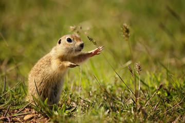 Naklejka na ściany i meble Funny ground squirrel on the ground with a leaf in his mouth