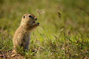 Naklejka na ściany i meble Funny ground squirrel on the ground with a leaf in his mouth