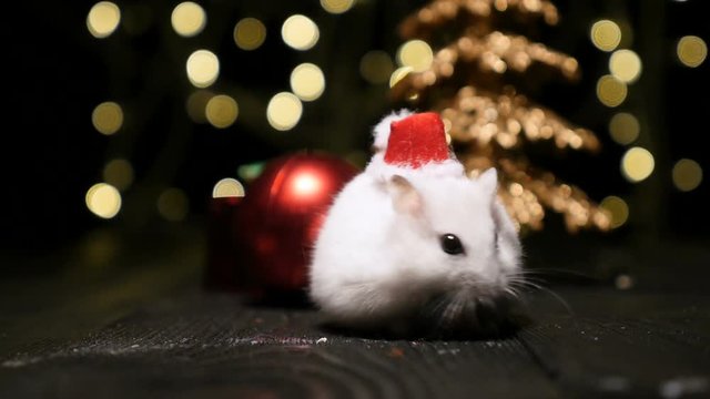 Cute hamster with santa hat on bsckground with christmas lights