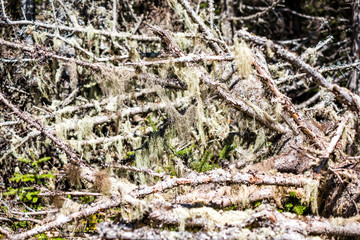 Closeup of hanging lichen moss on tree showing pattern in Bonaventure Island, Quebec, Canada