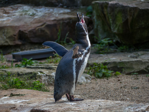 Peguin Screaming