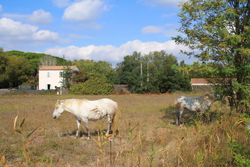 Fototapeta premium Chevaux blanc de Camargue, France