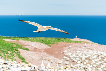 Overlook of white Gannet birds colony nesting on cliff on Bonaventure Island in Perce, Quebec, Canada by Gaspesie, Gaspe region with one bird flying above ground