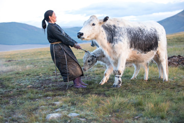 Fototapeta premium Mongolian woman milking a yak in northern Mongolia.