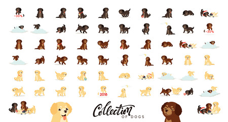 Dogs labrador and golden retriever - obrazy, fototapety, plakaty