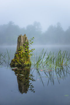 Tree Stump Island