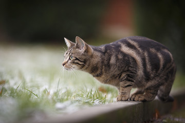Kater im Schnee