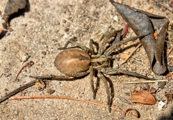 aranha