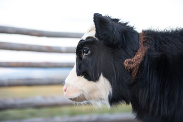 Close up portrait of a cute baby cow.
