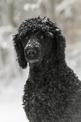 Pude und Bracke im Schnee