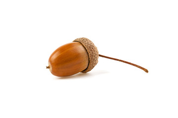 acorn isolated on white background