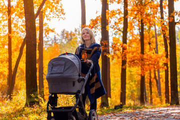A young mother with a stroller walks through the autumn park. Walking with an infant in the open air in a pine forest. Newborn, family, child, parenthood.