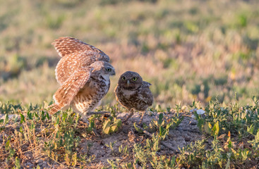 Burrowing owls at the nest