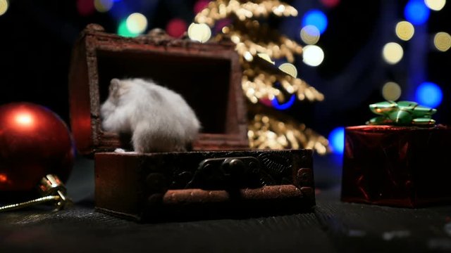 Cute hamster with santa hat on bsckground with christmas lights
