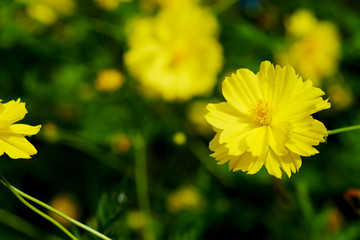 yellow cosmos flower with green garden background 