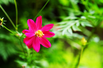 single pink cosmos flower  in day light  with green garden background.have some space for write wording