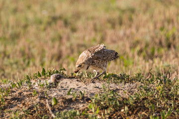 Burrowing owl feeding chick at the nest