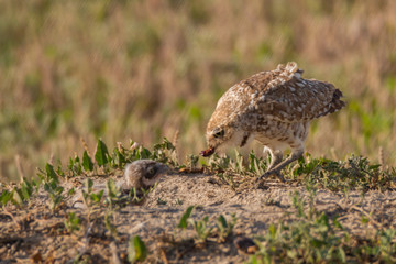 Burrowing owl feeding chick at the nest
