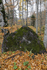 forest and autumn view