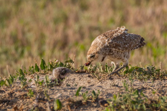 Burrowing Owl Feeding Chick At The Nest