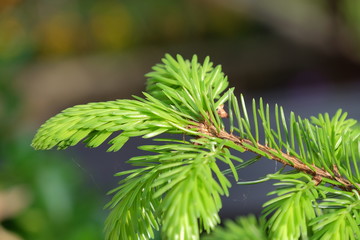 pine branch