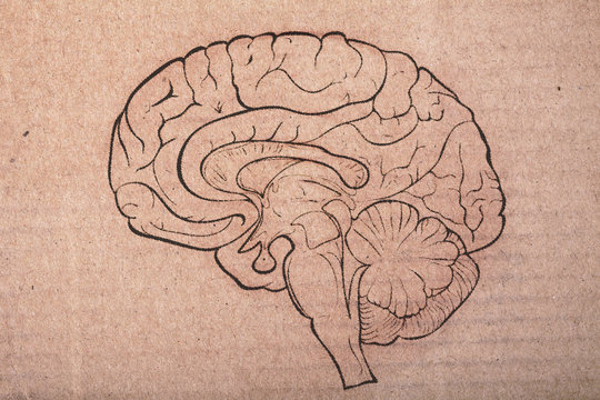 Human brain painted on the cardboard sheet