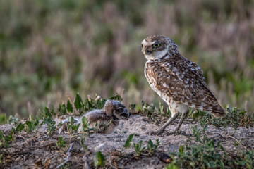 Burrowing owl and chick at the nest