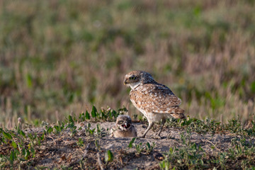 Burrowing owl and chick at the nest