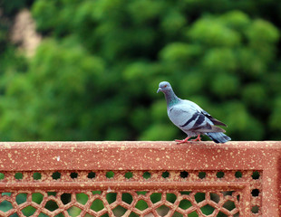 Beautiful Pigeon Standing on the Wall at Humayun Tomb
