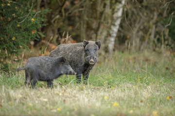 Wild boar, mother with young