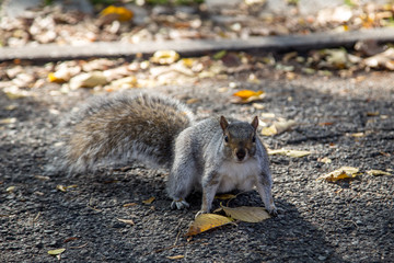 Squirrel in New York public park
