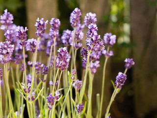 purple lavender flowering in garden bed