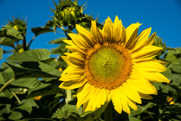 Close-up beautiful yellow sunflower against blue sky