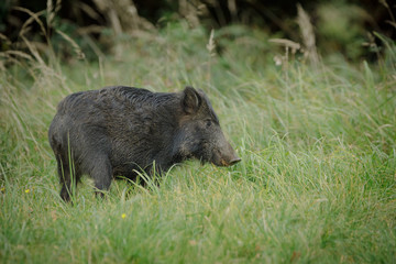 Young boar foraging