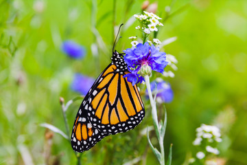 Butterfly on Flower