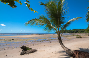 Naklejka na ściany i meble Tropical beach with coconut tree