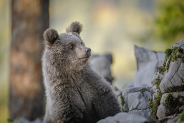 Inquisitive bear cub in Slovenia