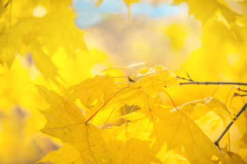 A beautiful backdrop of maple trees in autumn with yellow leaves. Out of focus.
