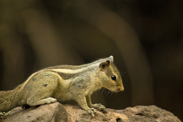 Squirrel Close Side Shot Focus on Something