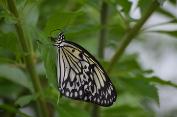 Butterfly in the garden