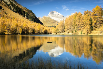 Colorful autumn in the vallaey of Engadin, Graubünden Switzerland, Europe