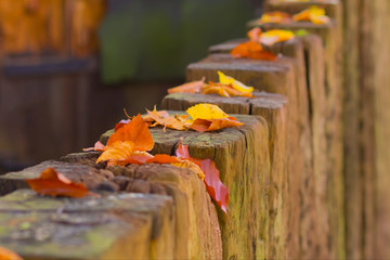 Beautiful autumn landscape with yellow trees and sun. Colorful foliage on fence. Falling leaves natural background. Closedup