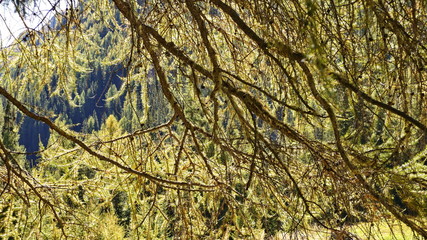 Schweiz Engadin Val Sinestra 20