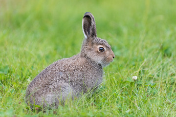 Young hare sitting in the grass