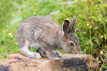 Obraz premium A young hare sitting on a stone