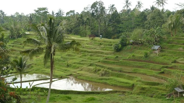 Jatiluwih rice terraces, Tabanan, Indonesia