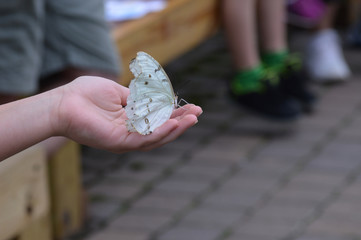 Butterfly in the garden