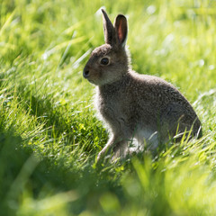 Backlit young hare sitting  in the grass